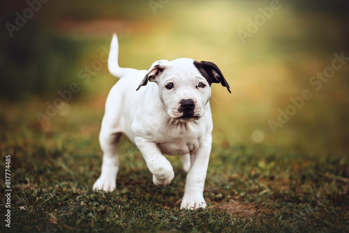 Bully-Mix Welpen