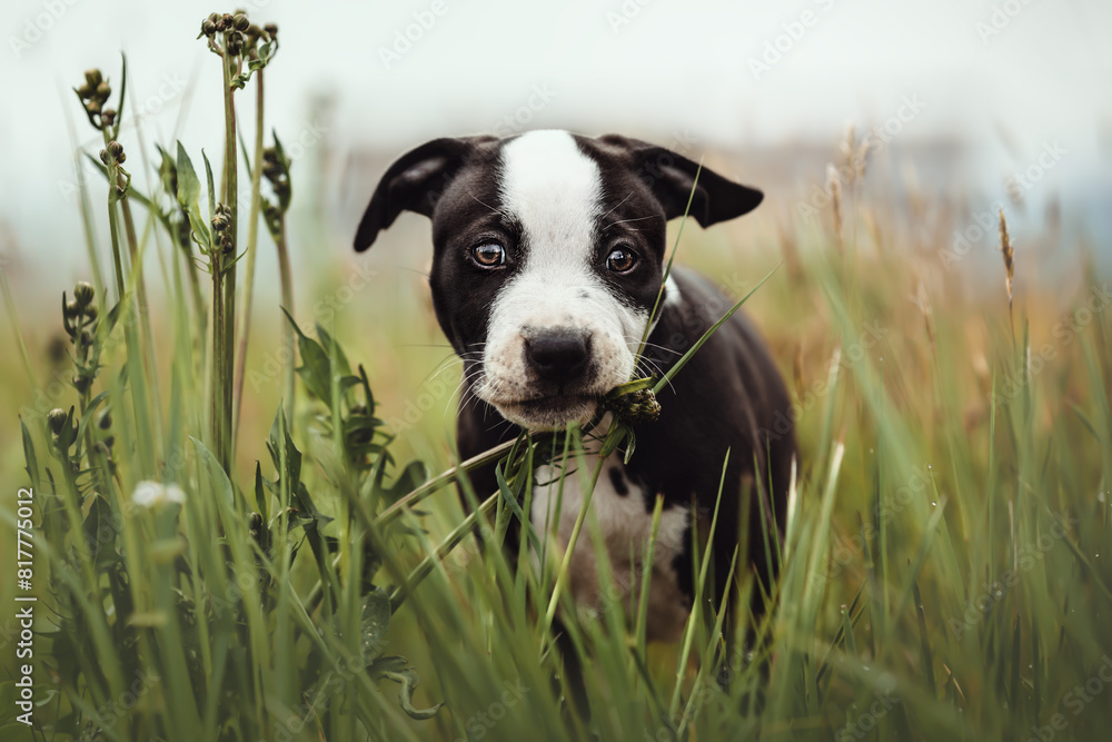 Bully-Mix Welpen Bully-Mix Welpen