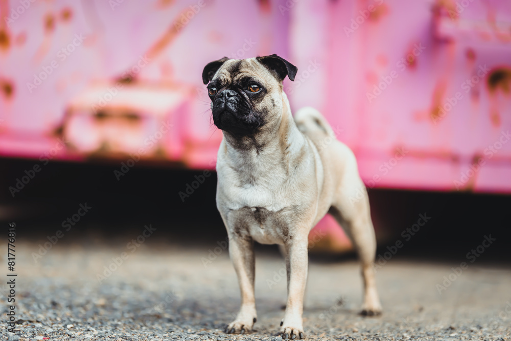 Mops Mops