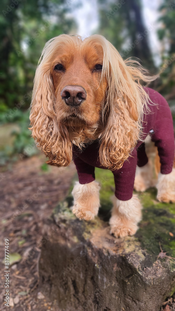 A pretty Golden Show Cocker Spaniel posing for a photoshoot with a beautiful green background wearing a red fleece A pretty Golden Show Cocker Spaniel posing for a photoshoot with a beautiful green background wearing a red fleece