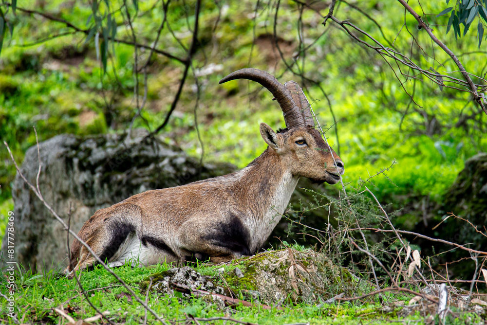 Pyrenean ibex peacefully resting in a grassy field with a bushy backdrop Pyrenean ibex peacefully resting in a grassy field with a bushy backdrop