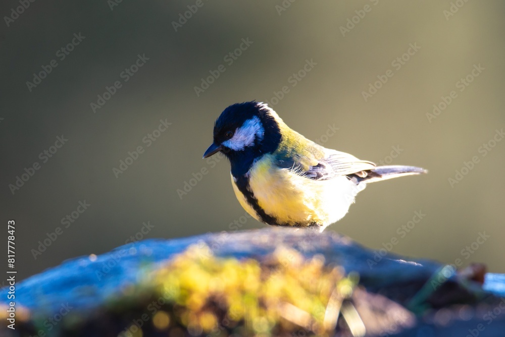 Fototapeta premium Great tit standing atop a moss-covered rock against a natural background