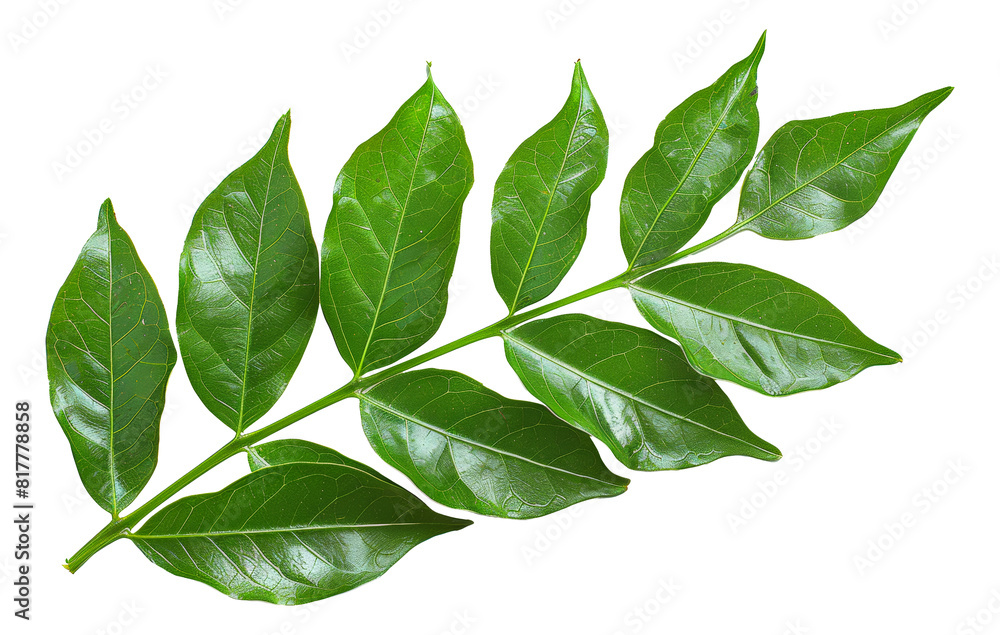 Fresh green leaves with water droplets, cut out - stock png. Fresh green leaves with water droplets, cut out - stock png.