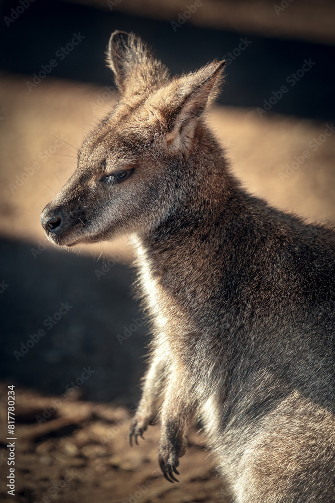 Solitary kangaroo perched atop a dusty patch of earth, in a picturesque landscape Solitary kangaroo perched atop a dusty patch of earth, in a picturesque landscape