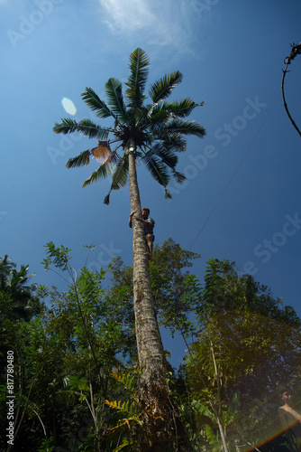 Canvas Print Person climbing a tall palm tree under a clear blue sky