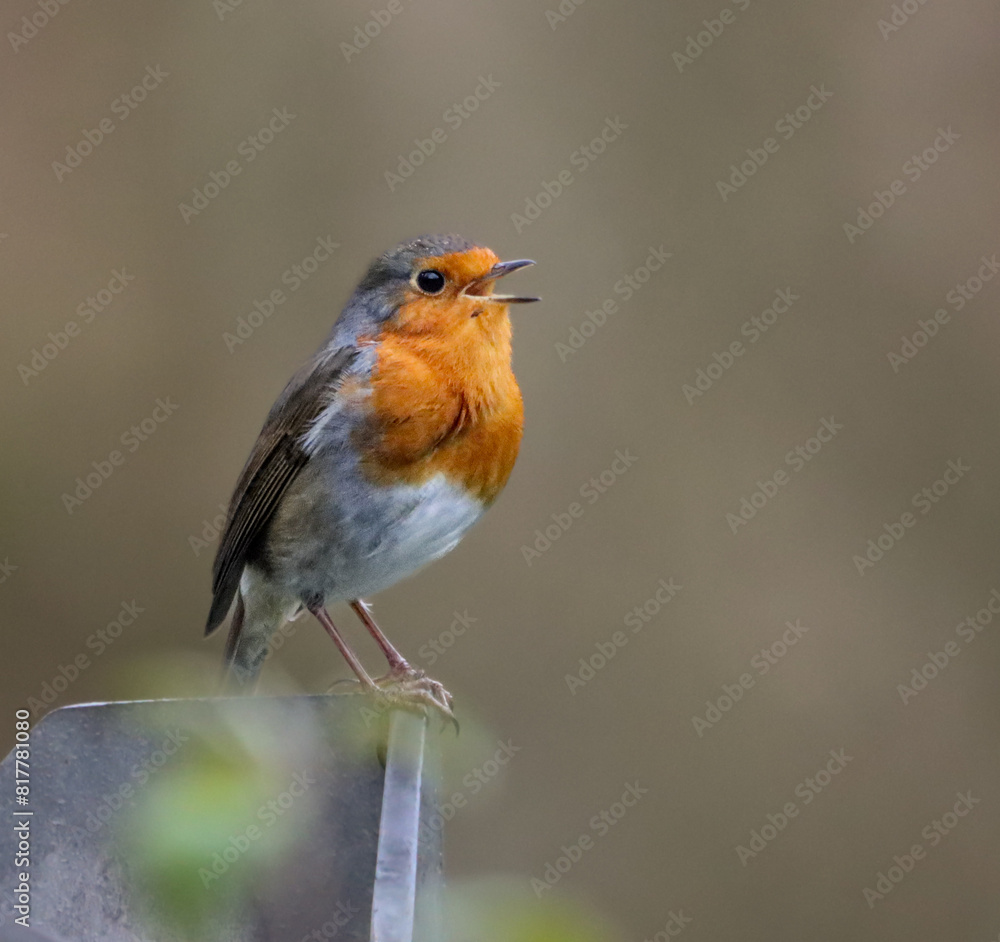 Closeup shot of a European robin, Erithacus rubecula Closeup shot of a European robin, Erithacus rubecula