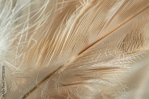 A closeup of a feather, highlighting its delicate texture and intricate barbs.