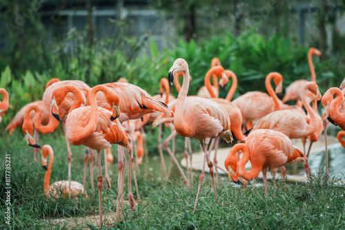 Close-up of flamingos in Singapore bird paradise © Wirestock