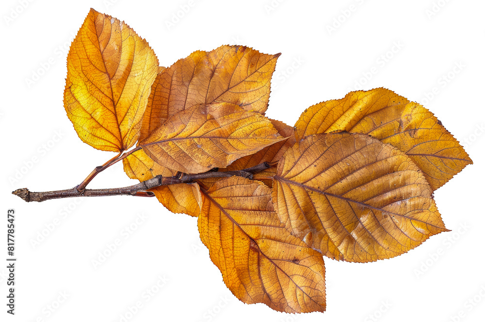 Autumn leaves with detailed veins and vibrant colors, cut out - stock png. Autumn leaves with detailed veins and vibrant colors, cut out - stock png.
