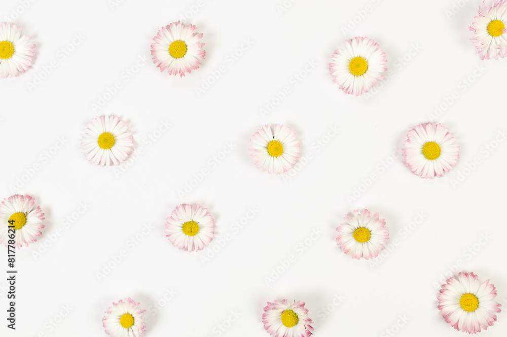 Top view of daisy flowers on white background. Creative spring wallpaper, flat lay, copy space.