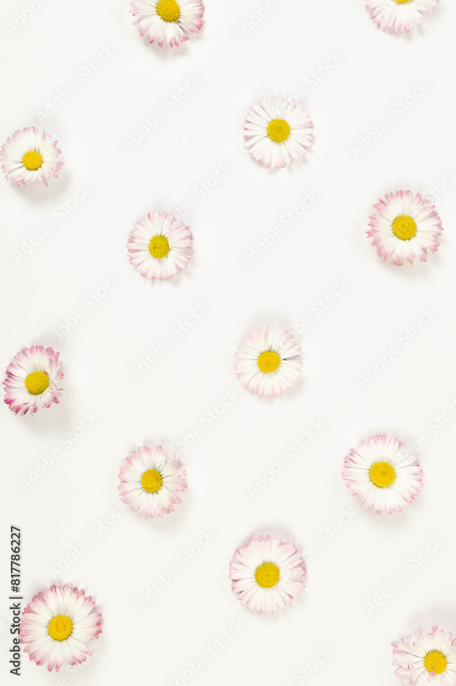 Top view of daisy flowers on white background. Creative spring wallpaper, flat lay, copy space. Top view of daisy flowers on white background. Creative spring wallpaper, flat lay, copy space.