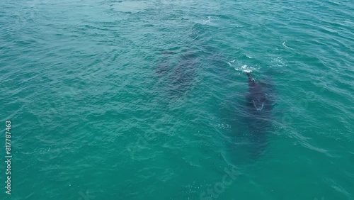 4K60 Humpback Whales (Megaptera Novaeangliae) Swimming in the Indian Ocean, Australia photo