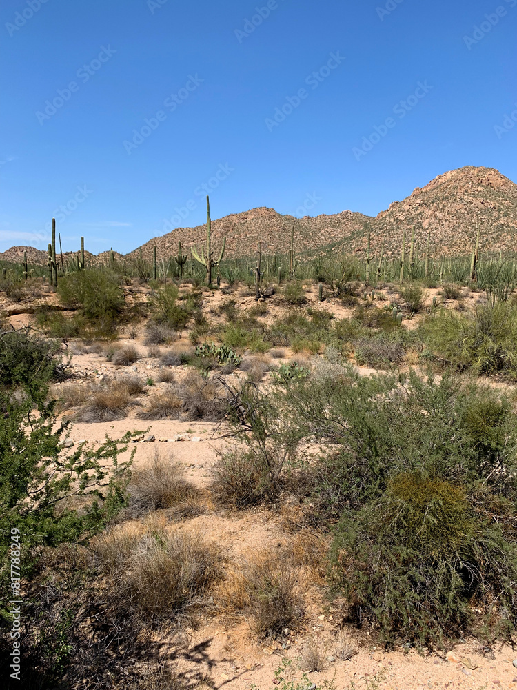 Landscape view with a big cactus plants in Saguaro national park in Arizona, USA