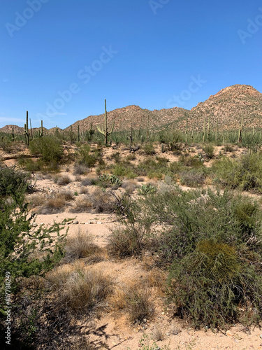 Landscape view with a big cactus plants in Saguaro national park in Arizona, USA