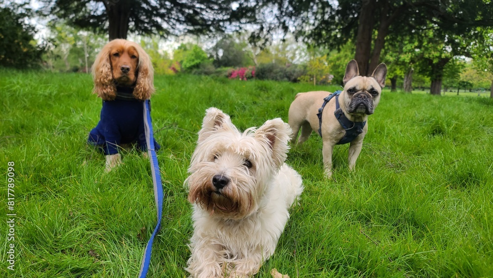 A pack of cute and happy dogs of various breed and size are socializing together, hanging out in a park on their dog walk A pack of cute and happy dogs of various breed and size are socializing together, hanging out in a park on their dog walk