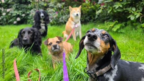 Photography A pack of cute and happy dogs of various breed and size are socializing together
