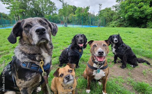A pack of cute and happy dogs of various breed and size are socializing together, hanging out in a park on their dog walk