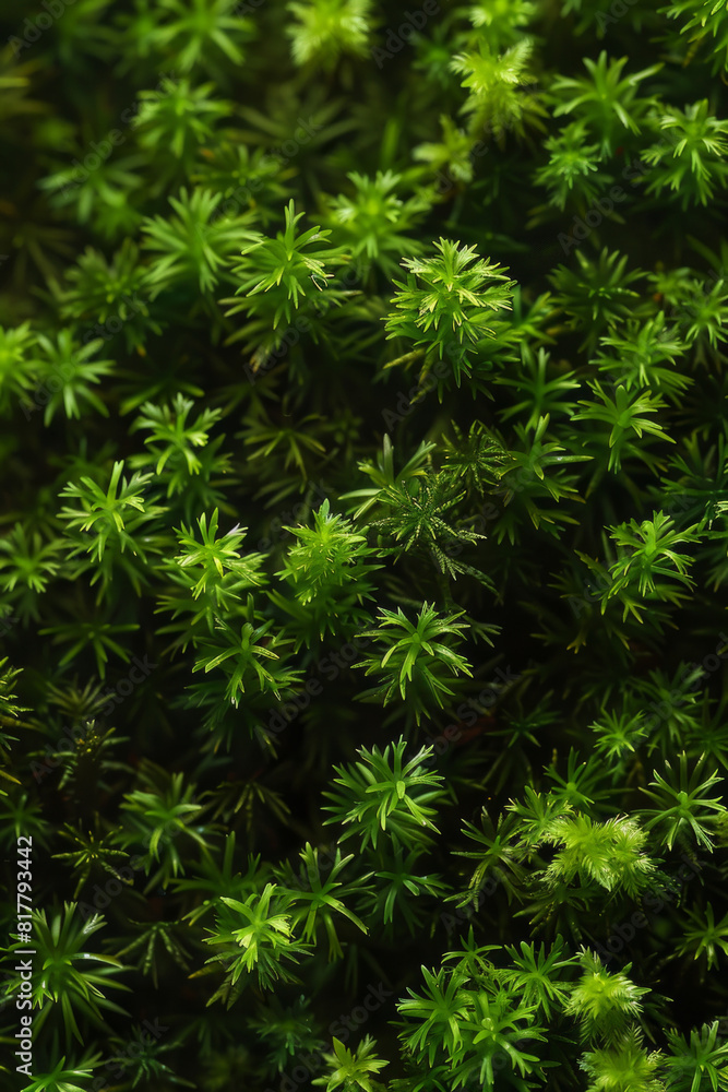 A detailed close-up of tree moss, showcasing its soft, velvety texture and vibrant green color. A detailed close-up of tree moss, showcasing its soft, velvety texture and vibrant green color.