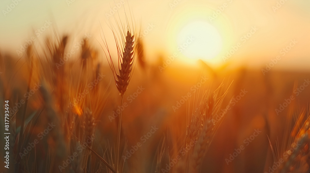 Wheat field. Ears of golden wheat close up. Beautiful Nature Sunset Landscape. Rural Scenery under Shining Sunlight. Background of ripening ears of meadow wheat field. Rich harvest Concept Wheat field. Ears of golden wheat close up. Beautiful Nature Sunset Landscape. Rural Scenery under Shining Sunlight. Background of ripening ears of meadow wheat field. Rich harvest Concept