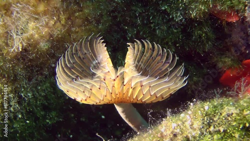 The corolla of brightly colored tentacles of the Polychaete Peacock worm (Sabella pavonina) sways in time with the flow, close-up, zoom out. photo