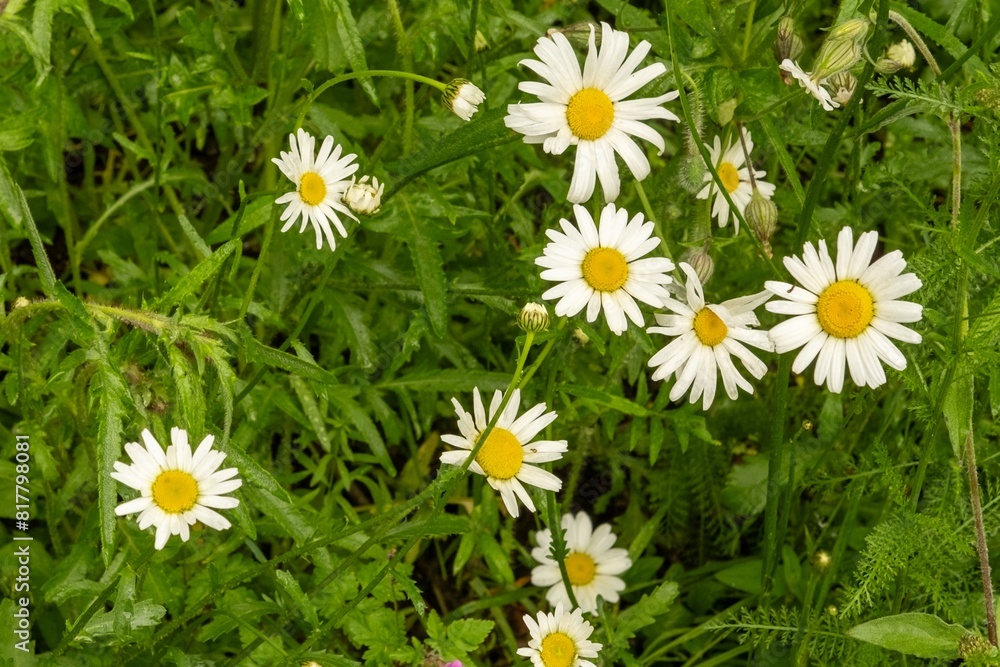 Meadow with flowering daisies in the sun Meadow with flowering daisies in the sun
