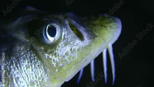 Close-up of the head of a Danube sturgeon or Russian sturgeon (Acipenser gueldenstaedtii) against a dark water column, side view, portrait, detail. photo