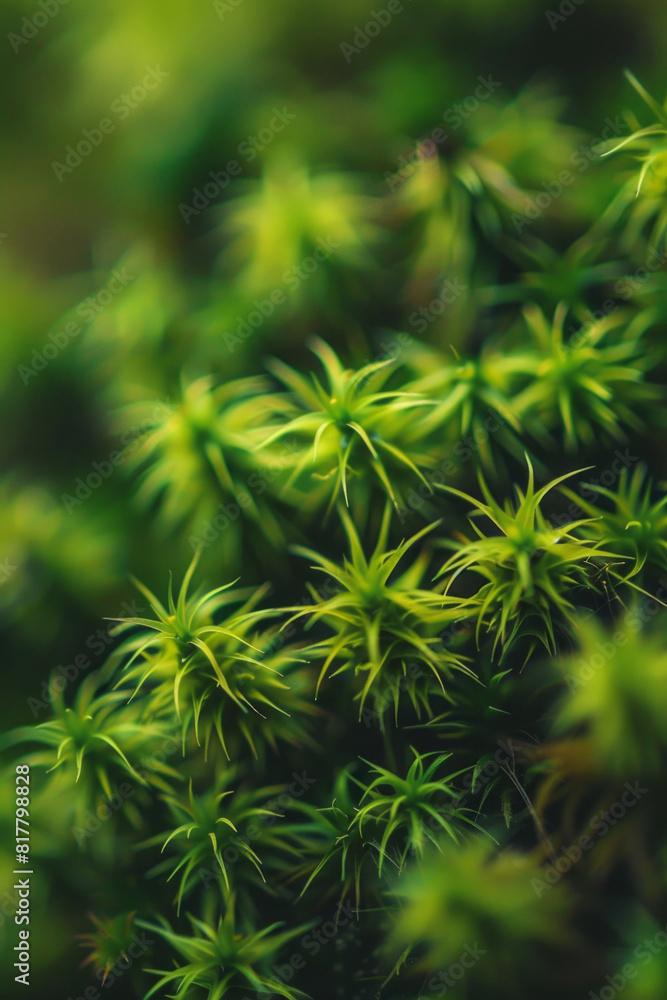 A detailed close-up of tree moss, showcasing its soft, velvety texture and vibrant green color. A detailed close-up of tree moss, showcasing its soft, velvety texture and vibrant green color.