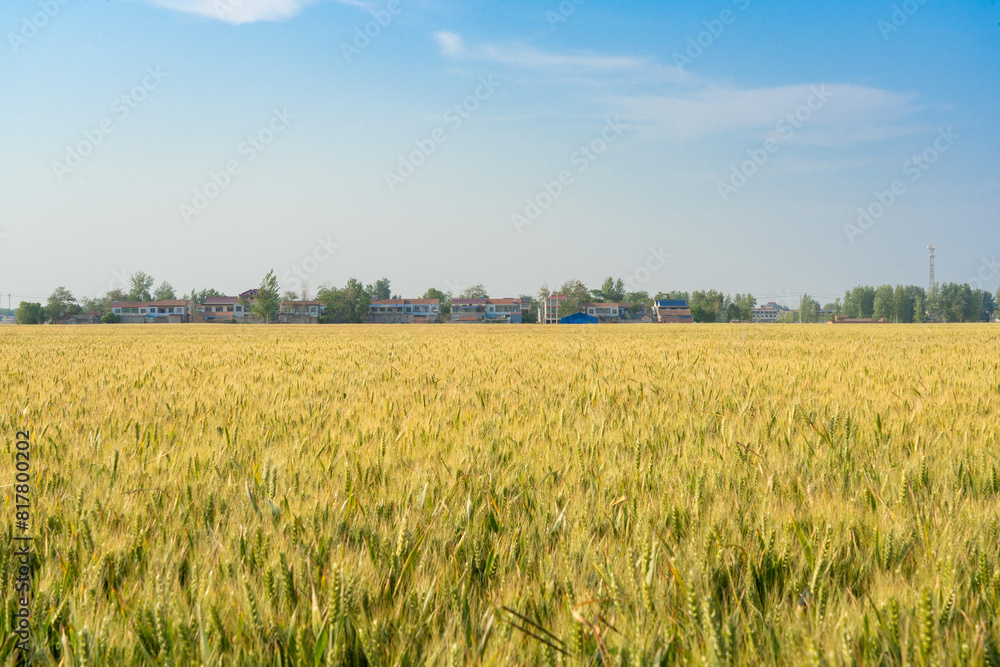 Beautiful Rural Scenery under blue sky. Background of ripening ears of meadow wheat field. Beautiful Rural Scenery under blue sky. Background of ripening ears of meadow wheat field.