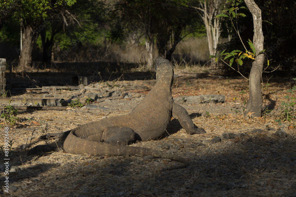 A Komodo dragon lounging in its natural habitat A Komodo dragon lounging in its natural habitat