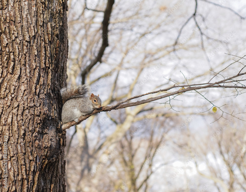a squirrel sitting on a tree trunk in the forest, looking out a squirrel sitting on a tree trunk in the forest, looking out