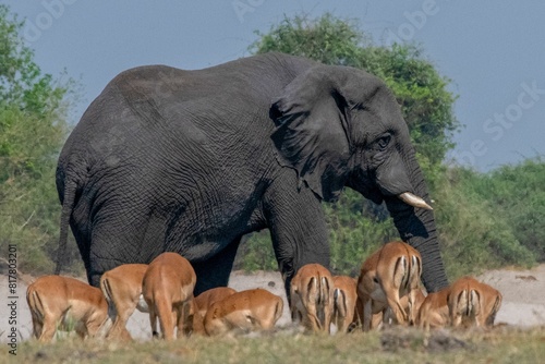 an elephant standing with its family near the water hole in the wild