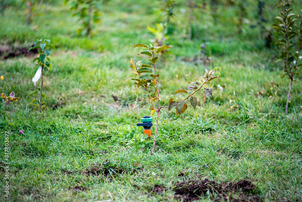 Water sprinkler in a green meadow surrounded y small trees Water sprinkler in a green meadow surrounded y small trees