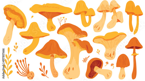 Chanterelles big and small mushrooms composition. 