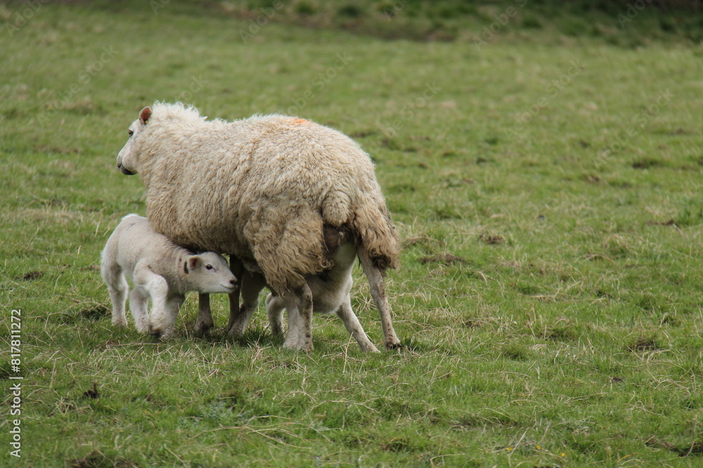 Two New Born Lambs Feeding from Their Ewe Mother. Two New Born Lambs Feeding from Their Ewe Mother.