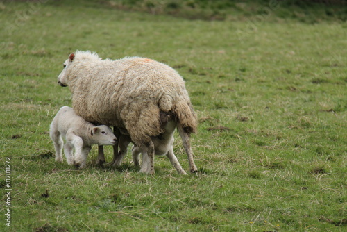 Two New Born Lambs Feeding from Their Ewe Mother.