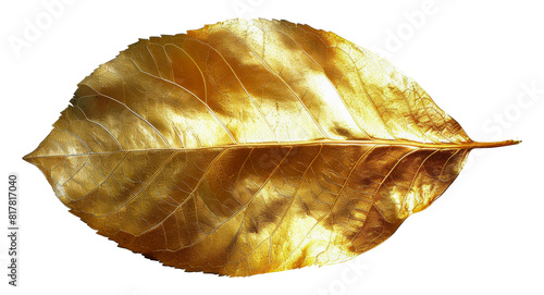 Translucent golden leaf  cut out - stock png.