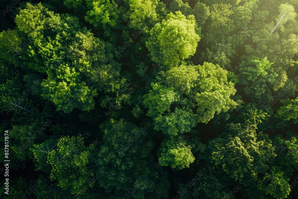 A lush green forest with trees of various sizes and shapes A lush green forest with trees of various sizes and shapes