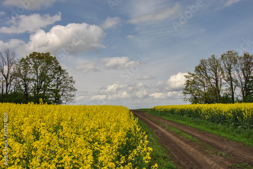 beautiful landscape in the countryside. dirt road in a field of yellow rapeseed blue sky with clouds
