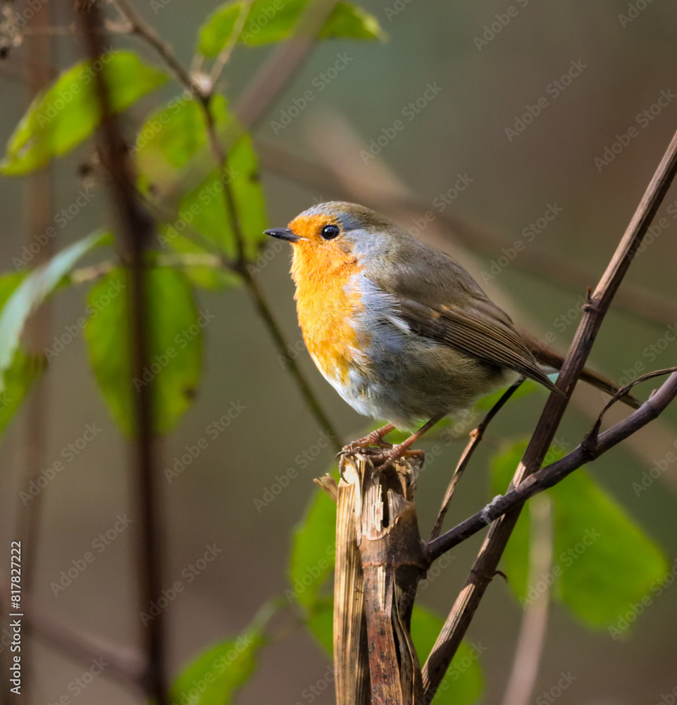 Vibrant and colorful robin bird perched gracefully on a tree branch in a lush forest setting Vibrant and colorful robin bird perched gracefully on a tree branch in a lush forest setting