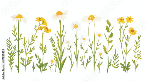 Camomile flower floral blooming herbaceous plant