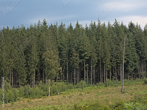 Pine foreston a hill in the wallonian countryside. P photo