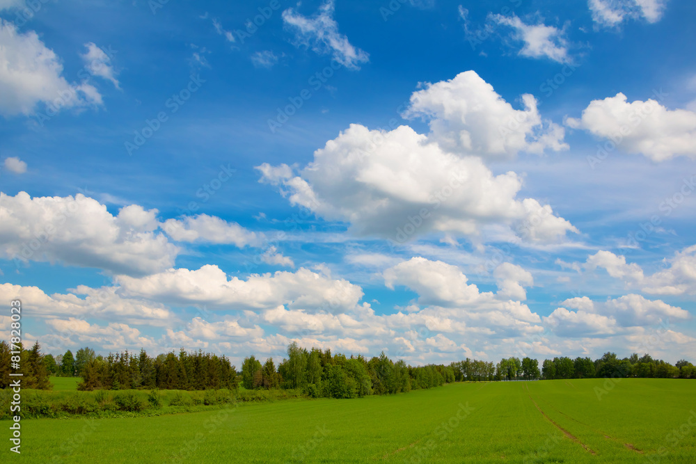 Summer landscape with blue sky in clouds over field