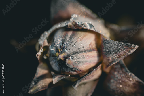 Wallpaper Mural Macro shot of a flower, with a sprinkling of water droplets glistening in the light Torontodigital.ca