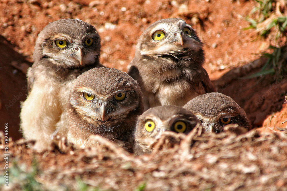 Family of burrowing owls inside their burrow. Family of burrowing owls inside their burrow.
