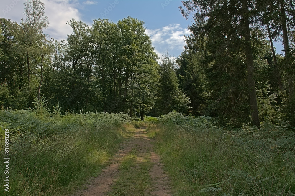 Hiking trail in the forest on a cloudy summer day in Ardennes, Wallonia, Belgium Hiking trail in the forest on a cloudy summer day in Ardennes, Wallonia, Belgium