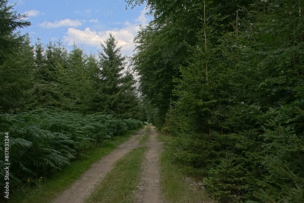 Hiking trail in the pine forest on a cloudy summer day in Ardennes, Wallonia, Belgium Hiking trail in the pine forest on a cloudy summer day in Ardennes, Wallonia, Belgium
