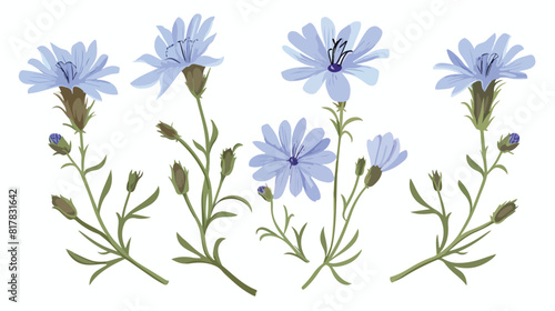 Chicory flower. Floral Cichorium intybus plant. Bloom photo