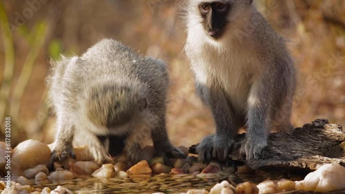 Two Vervet monkeys drinking front view in waterhole in Kruger National park, South Africa ; Specie Chlorocebus pygerythrus family of Cercopithecidae photo
