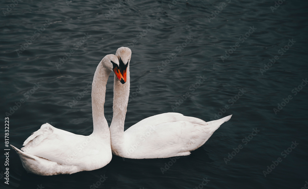 Fototapeta premium Two elegant white swans gracefully glide across the tranquil waters of a serene lake.