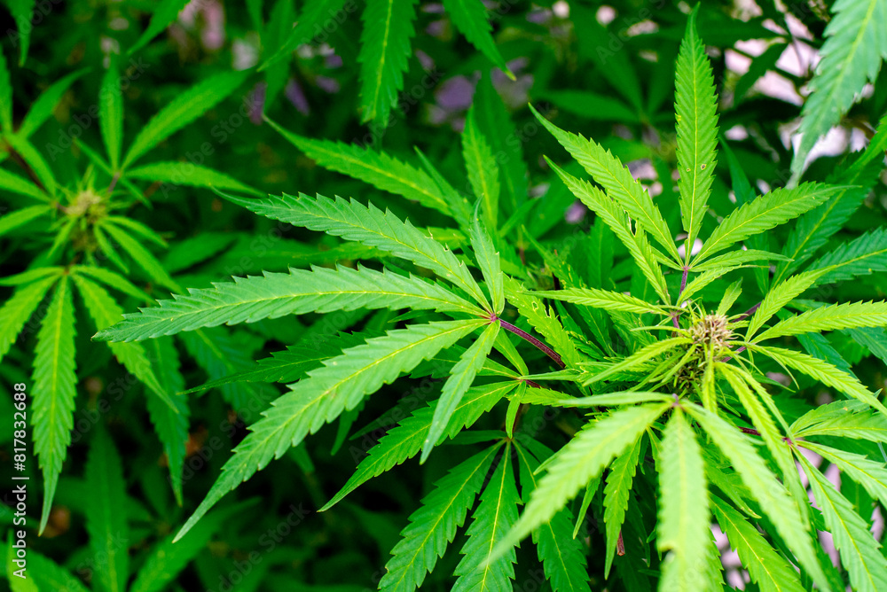 green marijuana plant, viewed from above in close up stock photo green marijuana plant, viewed from above in close up stock photo